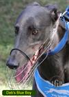 Debs Blue Boy